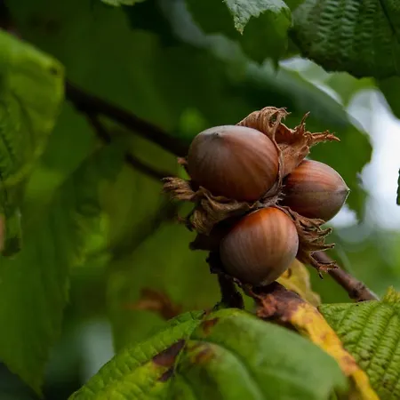 Szálloda De Hazelaardij Ospel