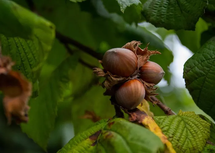 Hotel De Hazelaardij Ospel