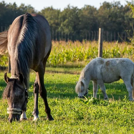 فندق De Hazelaardij *